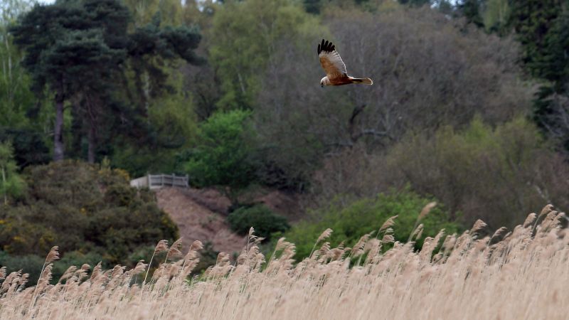 Marsh Harrier - Norfolk